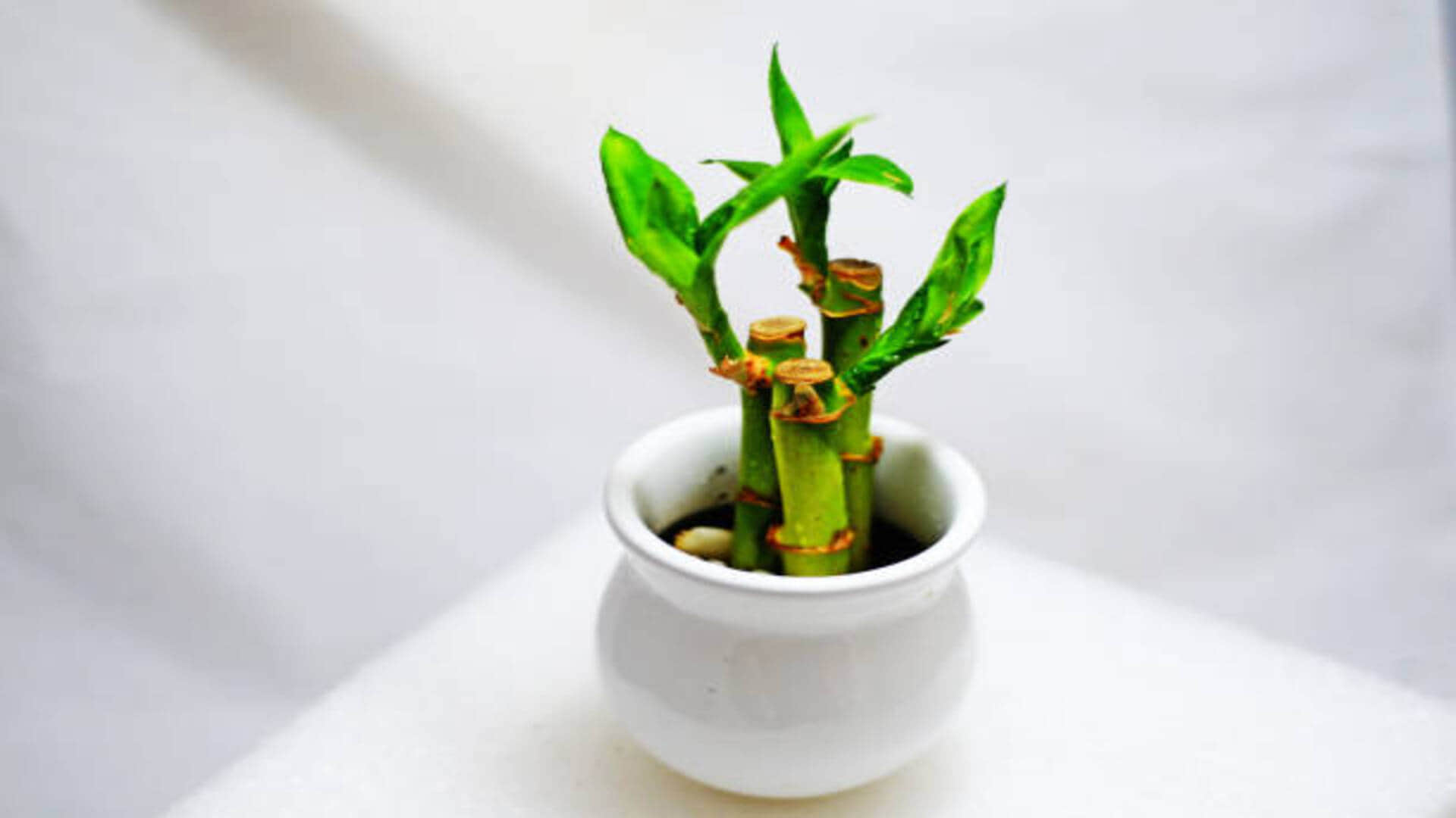 lucky plants for home according to vastu in hindi for get money happiness and wealth