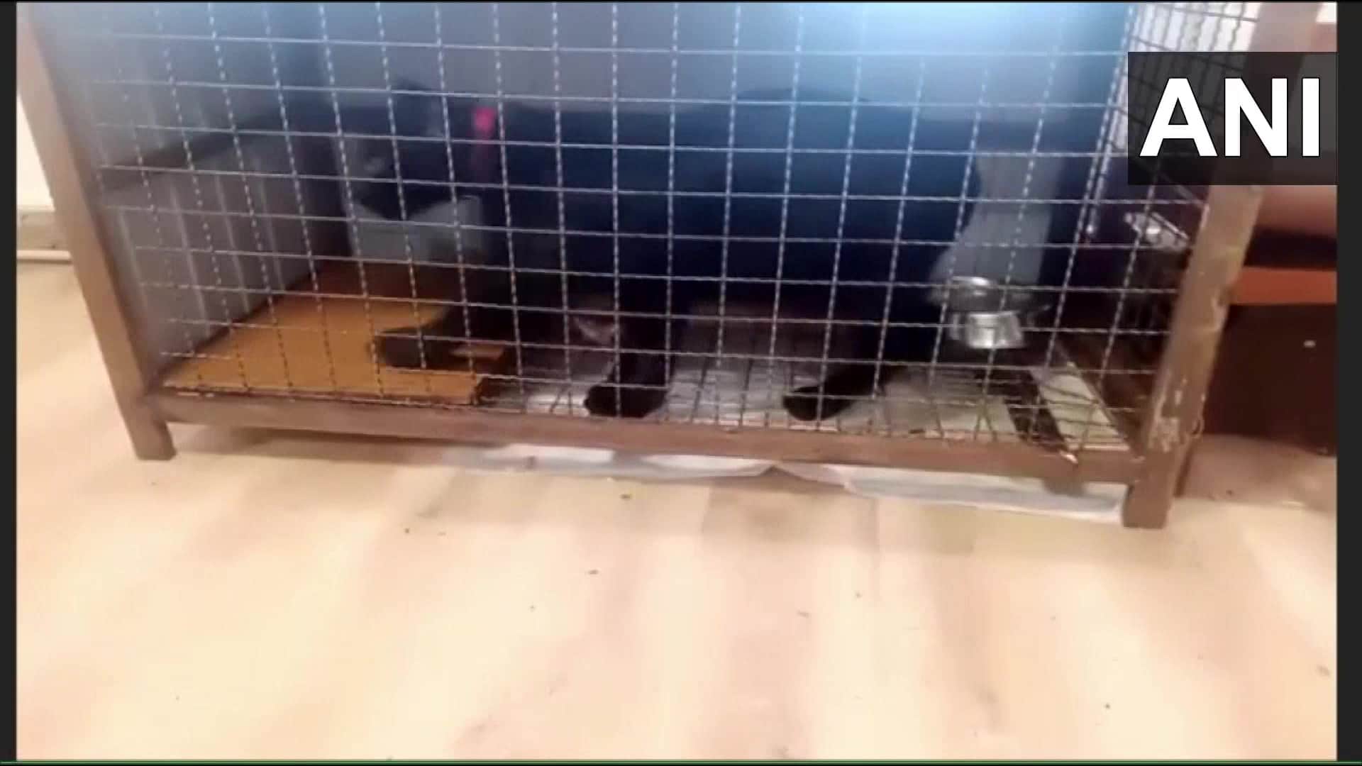 Ukraine: An Indian doctor Girikumar Patil refuses to leave Ukraine without his pet jaguar and panther