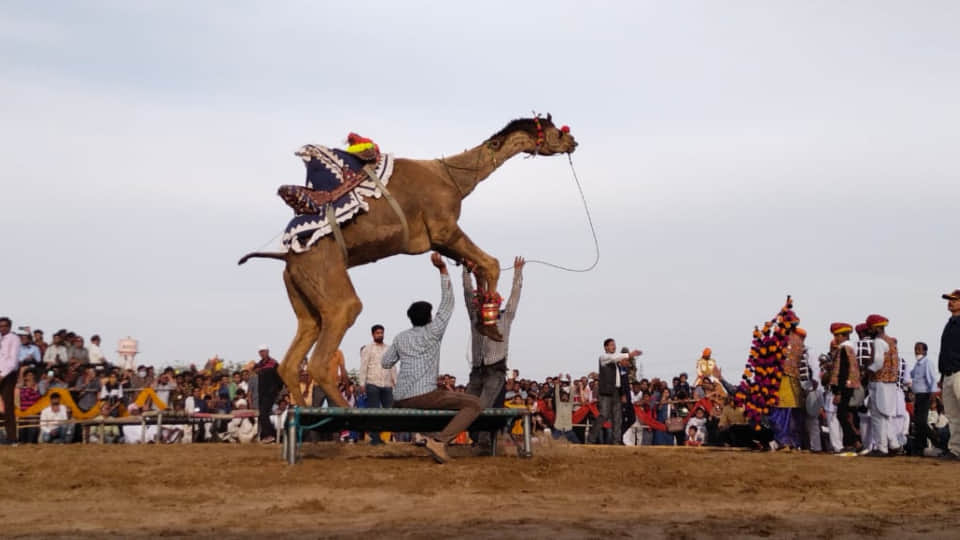 Photos of Bikaner International Camel Festival