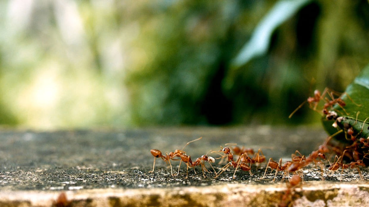 Know These Interesting Facts About Ants to Walk in Straight Line In Hindi
