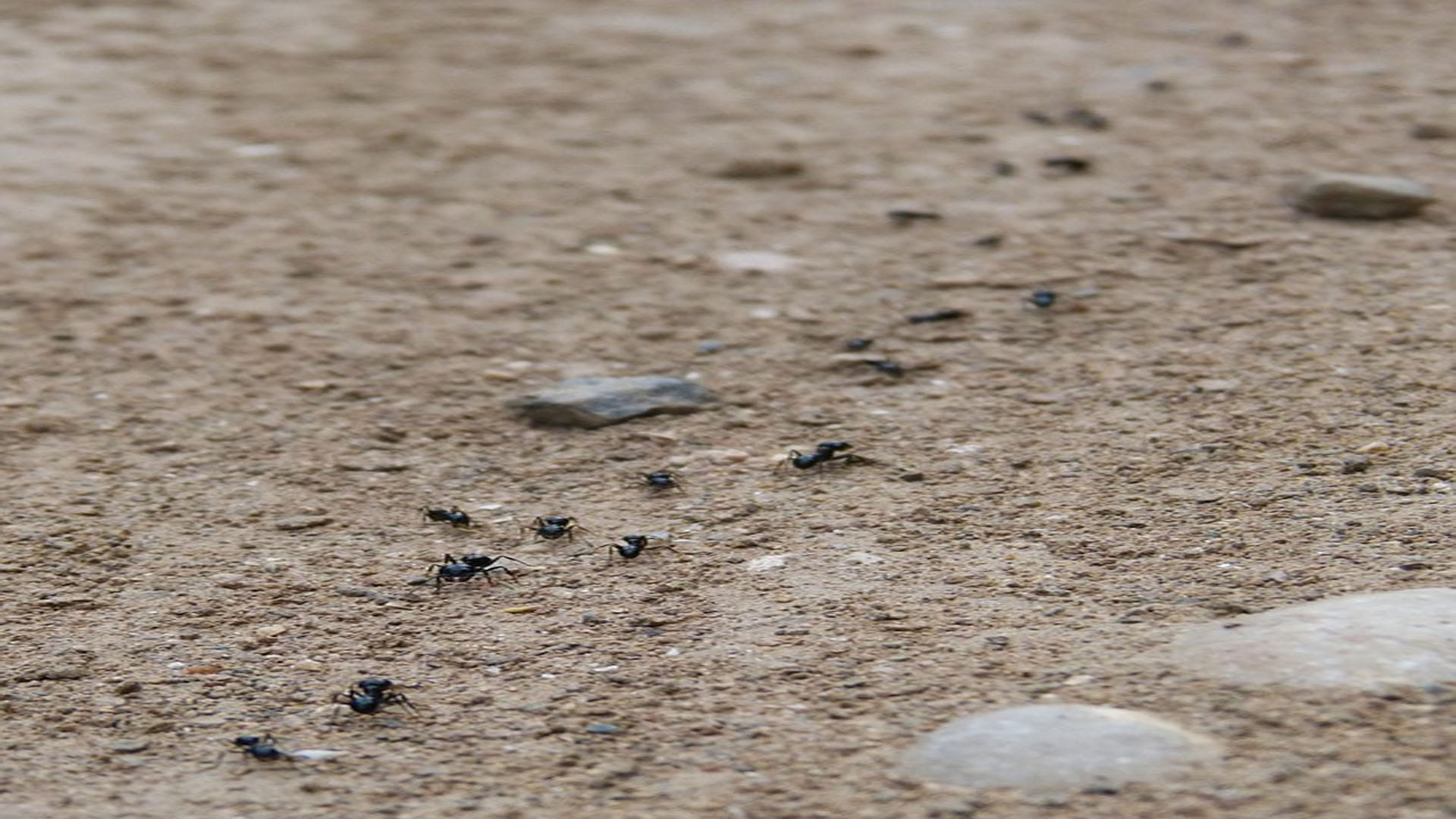 Know These Interesting Facts About Ants to Walk in Straight Line In Hindi