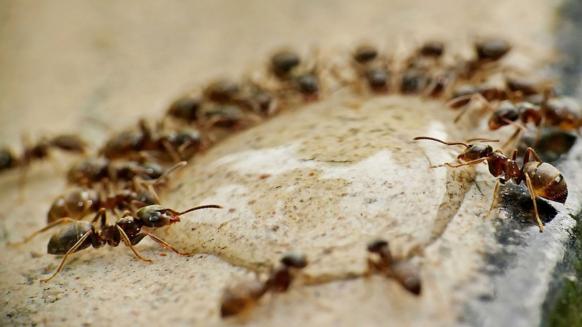 Know These Interesting Facts About Ants to Walk in Straight Line In Hindi