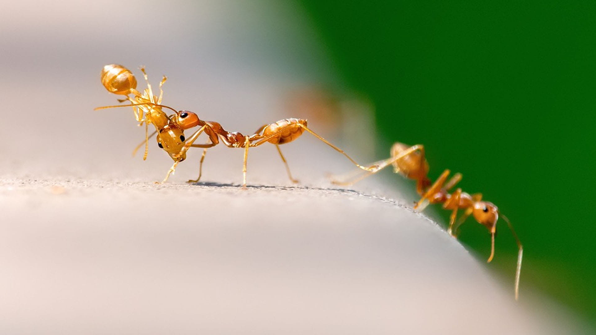 Know These Interesting Facts About Ants to Walk in Straight Line In Hindi