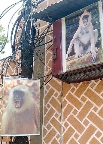 Posters of langurs to drive away monkeys