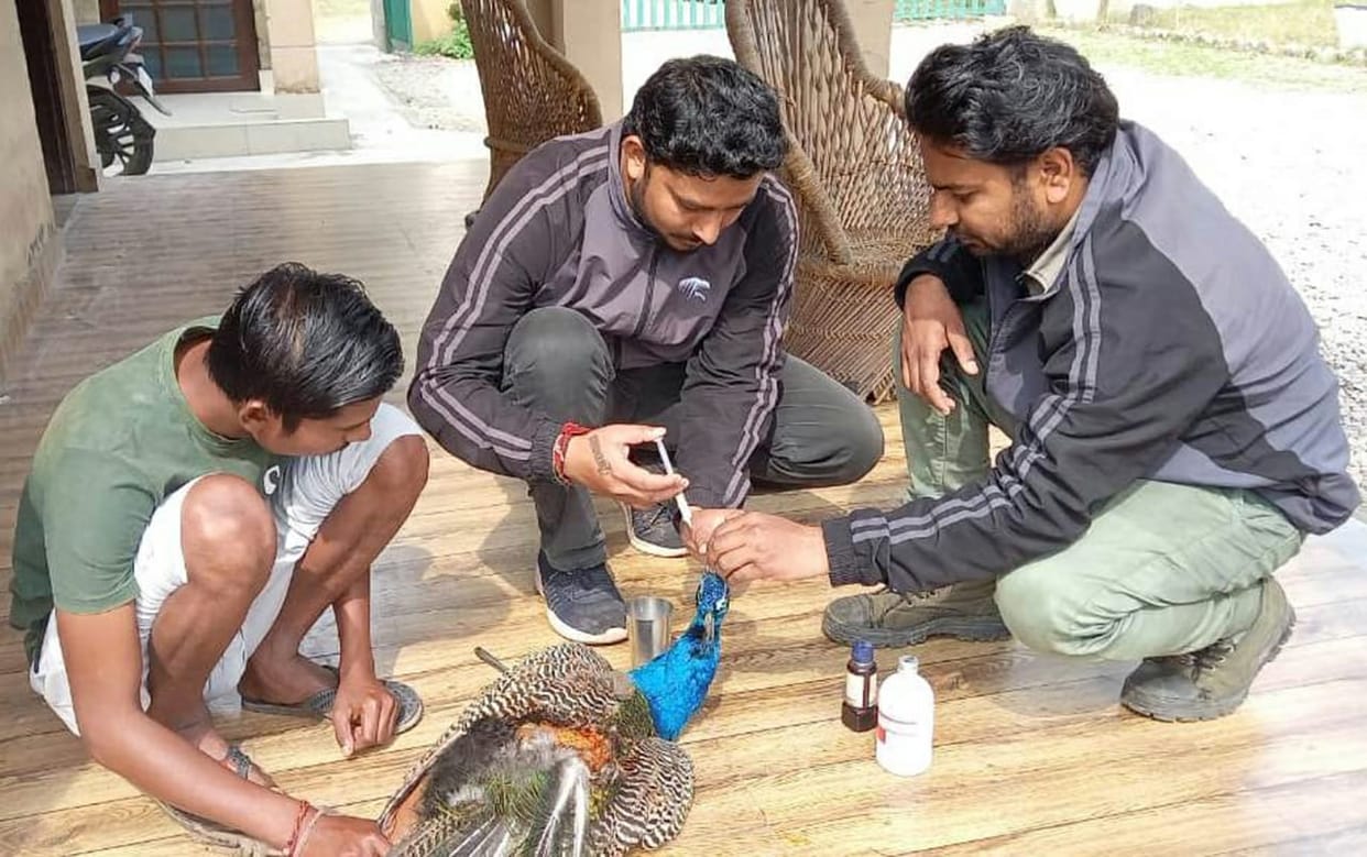 injured peacock treated