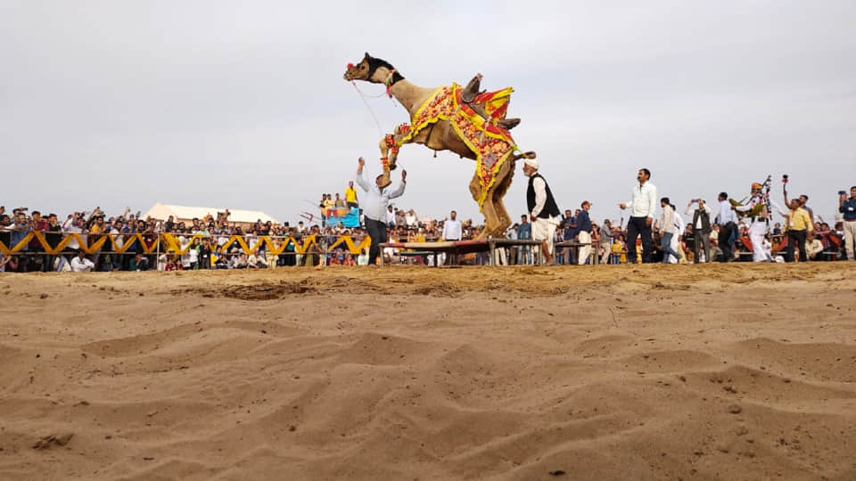 Photos of Bikaner International Camel Festival