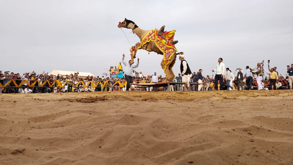 Photos of Bikaner International Camel Festival