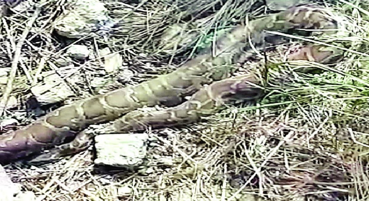 A 12-foot-long python swallowed a monkey in Aravalli, then spewed it