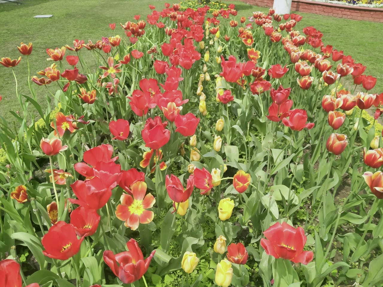 Vasantotsav 2022: Raj Bhavan decorated with flowers, exhibition will be open for the public till 6 pm, See photos...