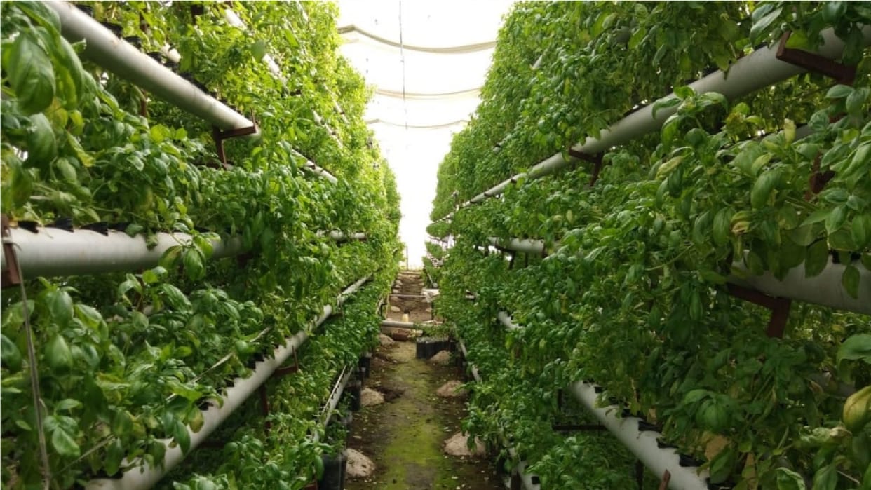 Fruits and vegetables will grow on terrace and balcony Delhi cabinet approves smart urban agriculture scheme employment will increase