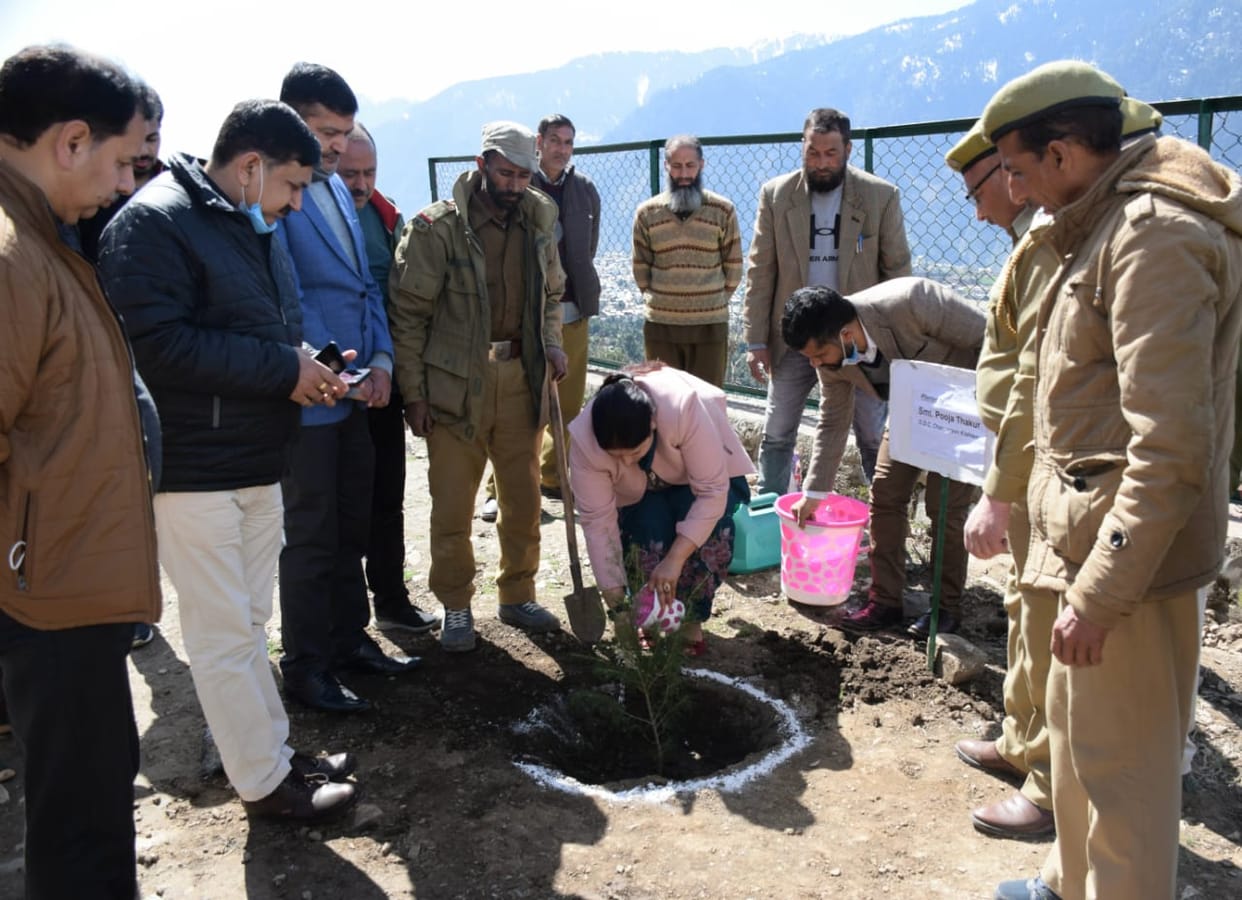 Plantation drive