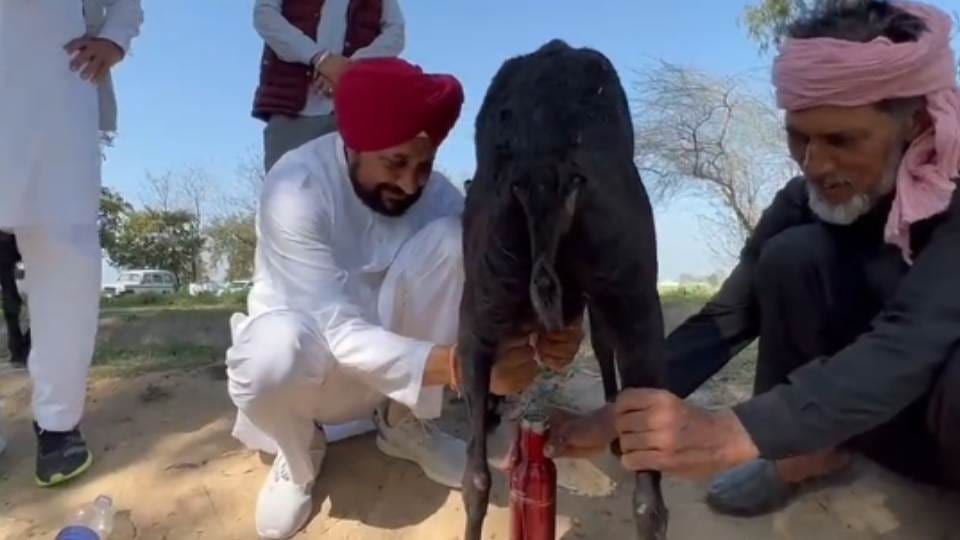 Charanjit Singh Channi posted a video of goat milking on Social Media