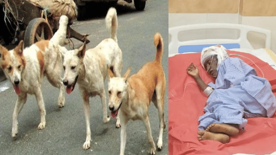 Madhya Pradesh: Three dogs thrashed a six-year-old girl playing near her house in Dhar, condition critical