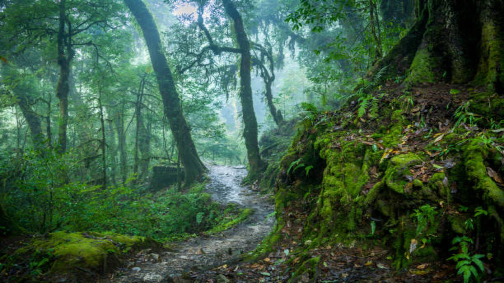 Dream Astrology What Is The Meaning Of Seeing Forest In Dreams