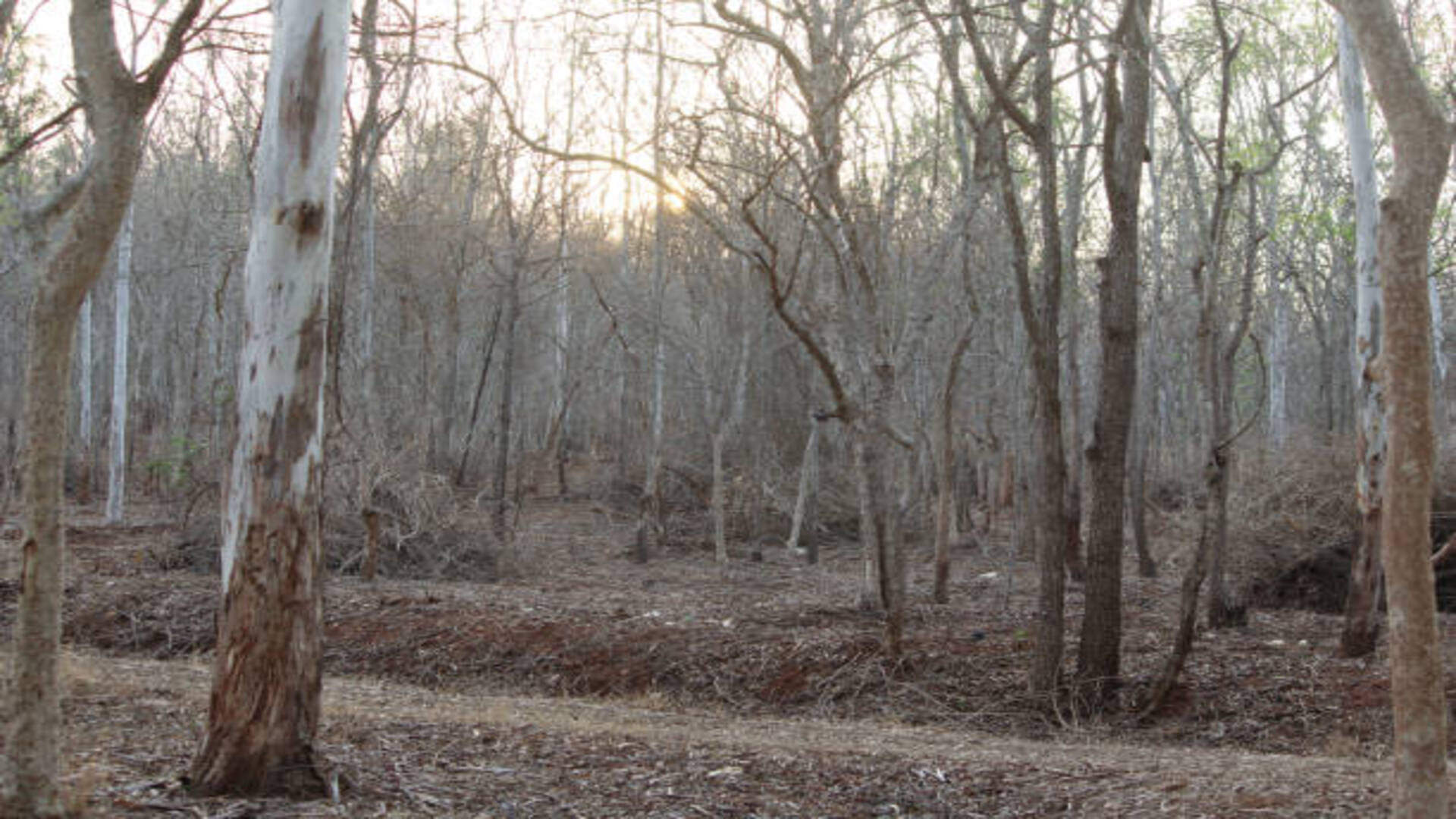 Dream Astrology What Is The Meaning Of Seeing Forest In Dreams