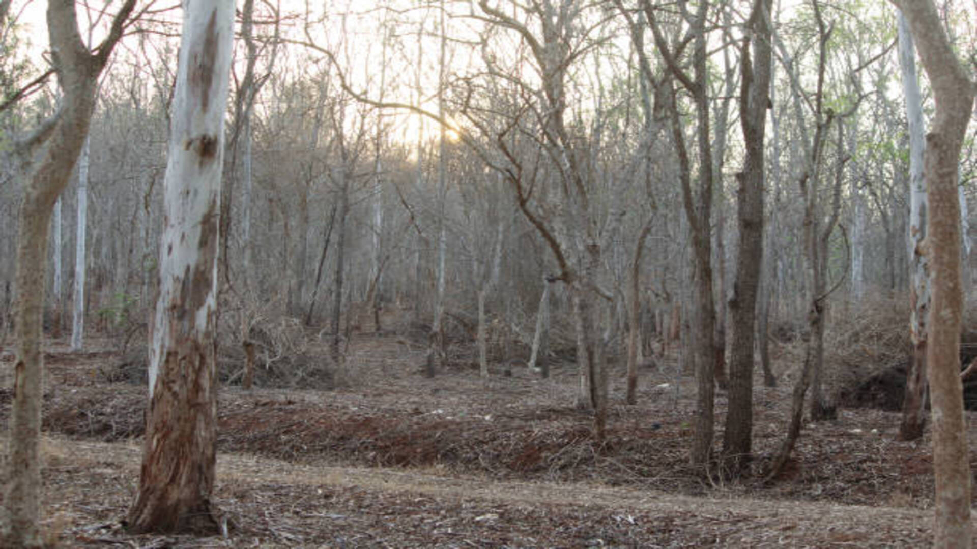 Dream Astrology What Is The Meaning Of Seeing Forest In Dreams