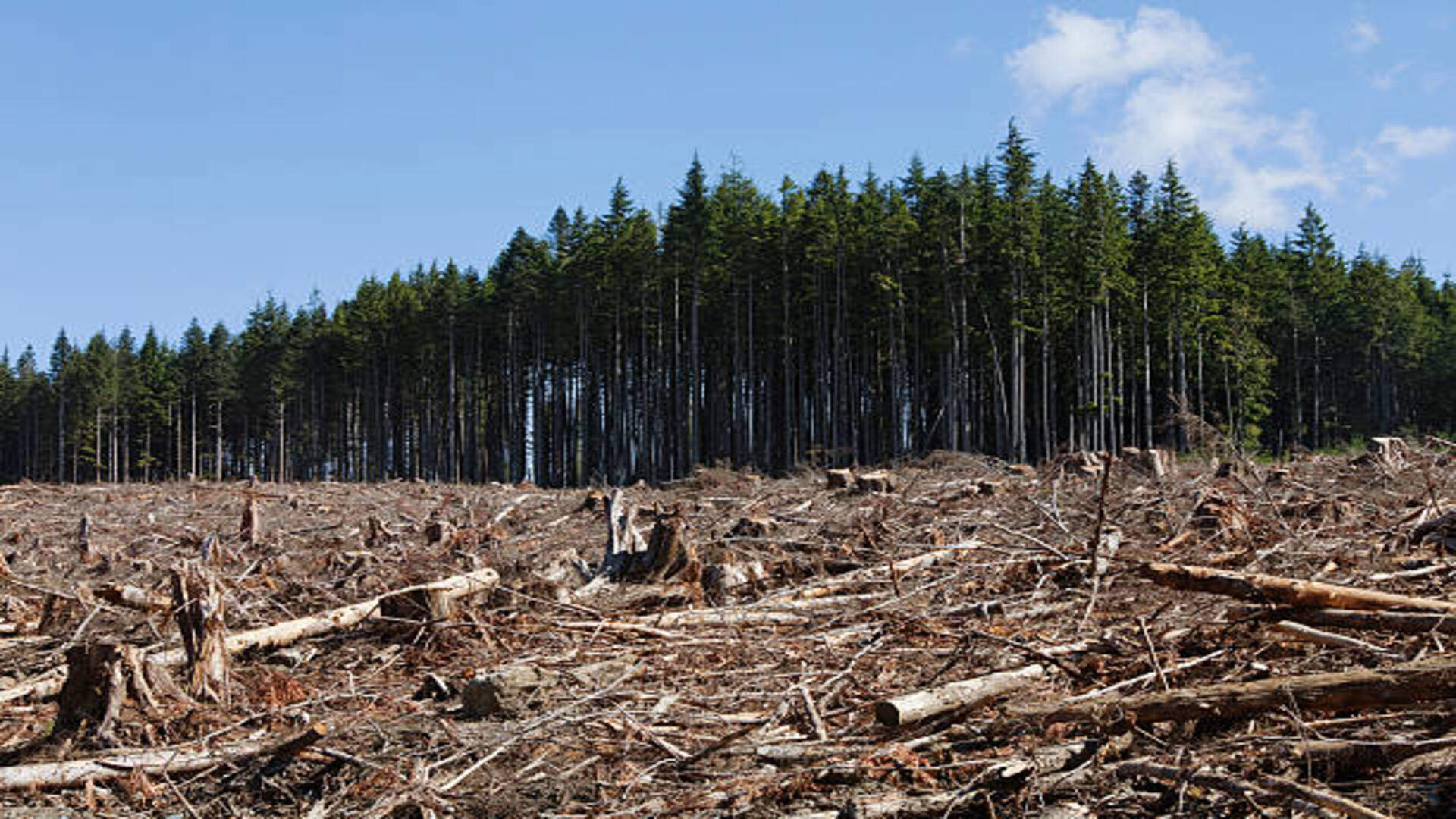 Dream Astrology What Is The Meaning Of Seeing Forest In Dreams