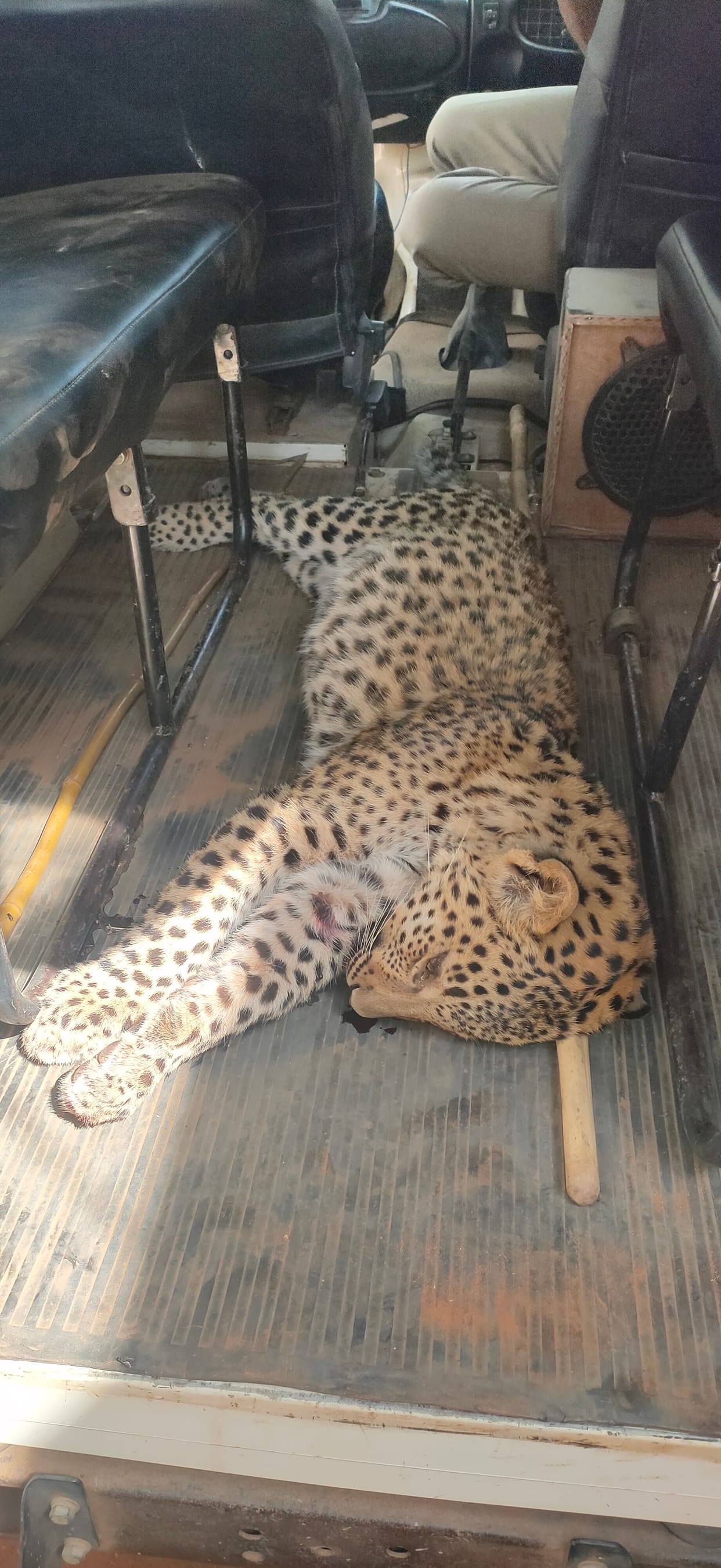 Leopard cub found dead in the forest