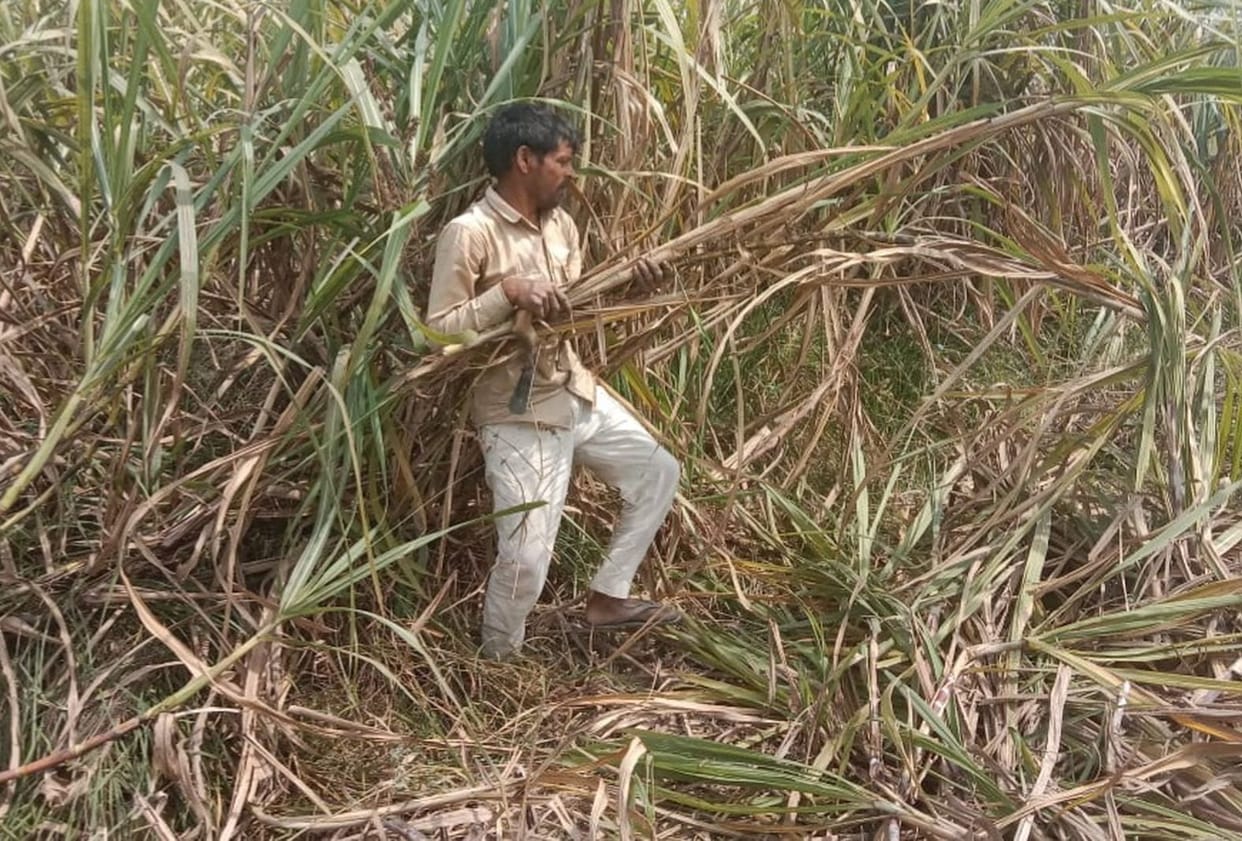 cattle farmers feeding sugarcane instead of straw
