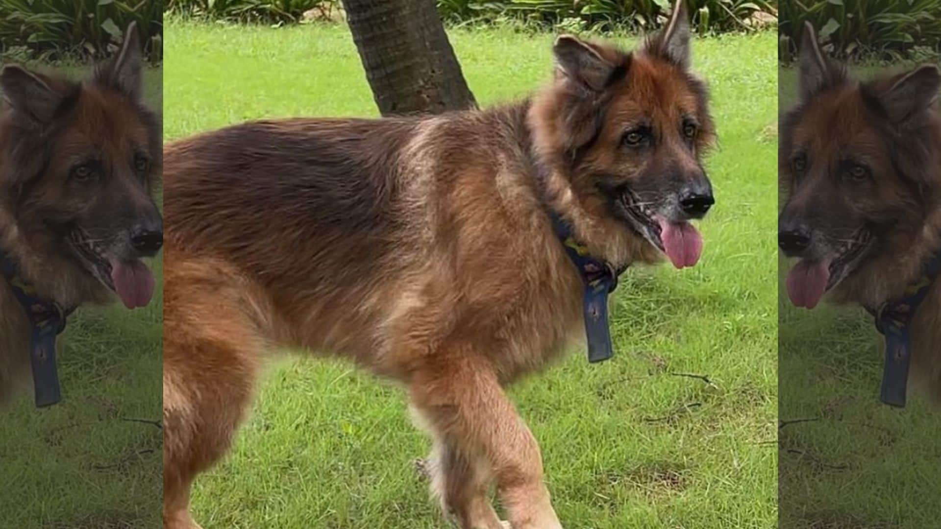 Akshay Kumar and Twinkle Khanna have shared posts to express their emotions after the death of their pet, Cleo