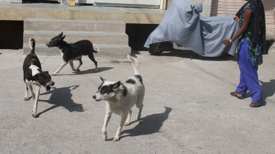 dog attacked on 5 year old child in Bhilwara seriously injured