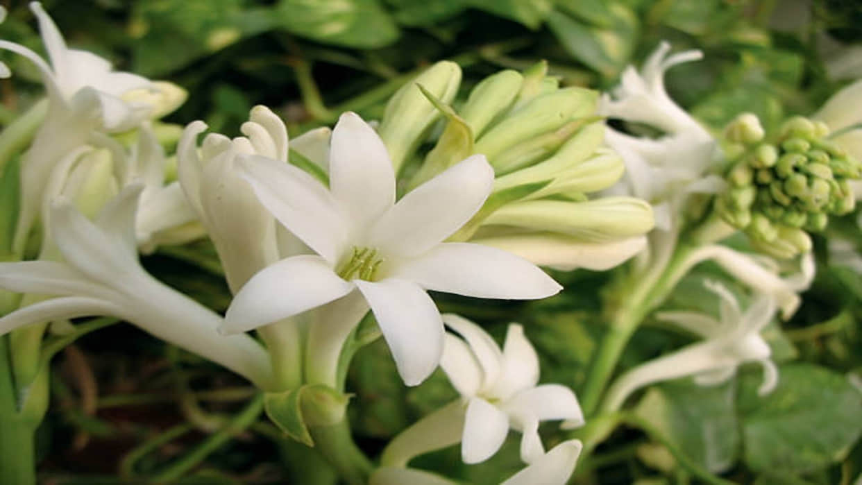 Vastu Tips for Tuberose flowers keep rajnigandha plant at this direction to get money and blessed