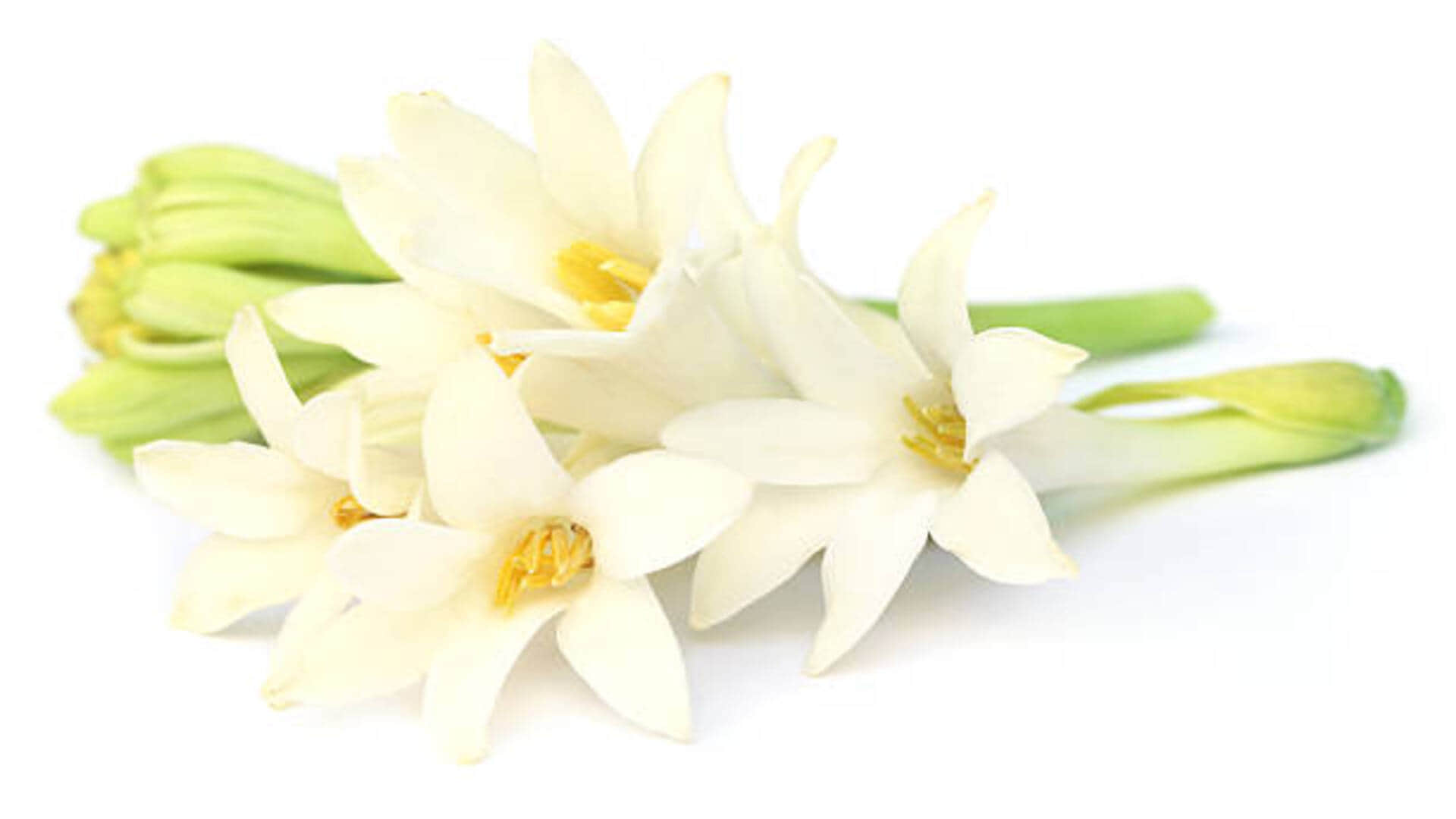 Vastu Tips for Tuberose flowers keep rajnigandha plant at this direction to get money and blessed