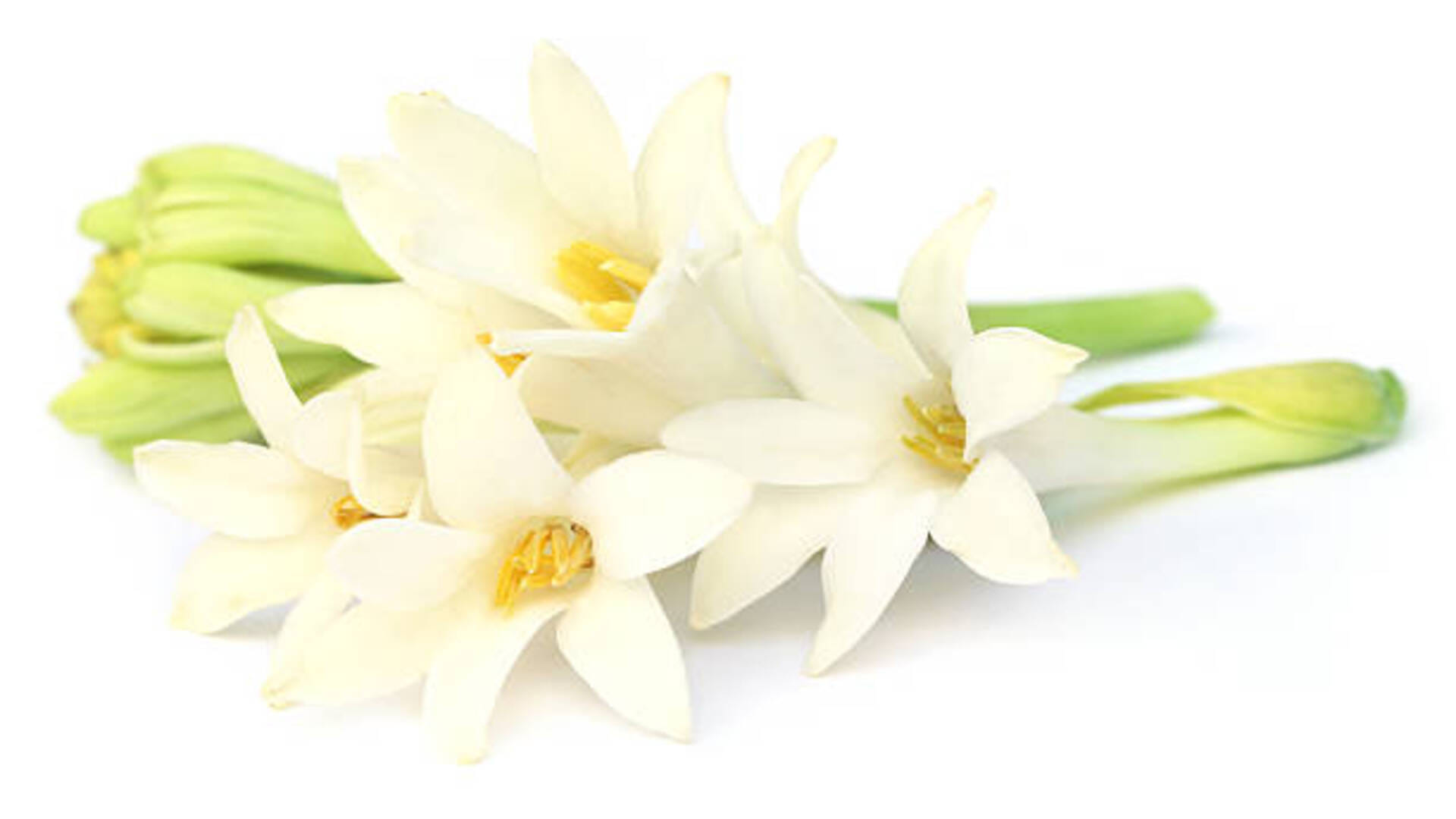 Vastu Tips for Tuberose flowers keep rajnigandha plant at this direction to get money and blessed
