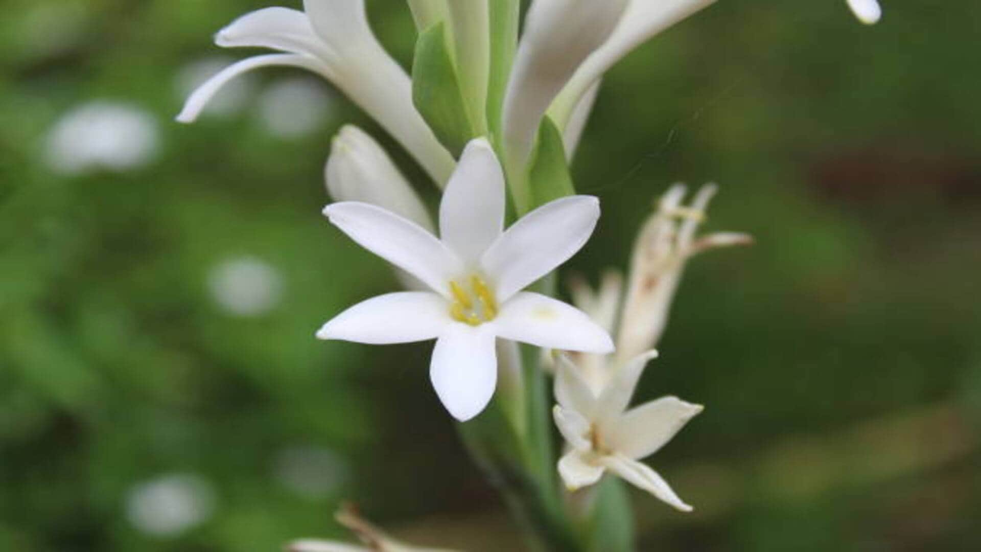 Vastu Tips for Tuberose flowers keep rajnigandha plant at this direction to get money and blessed
