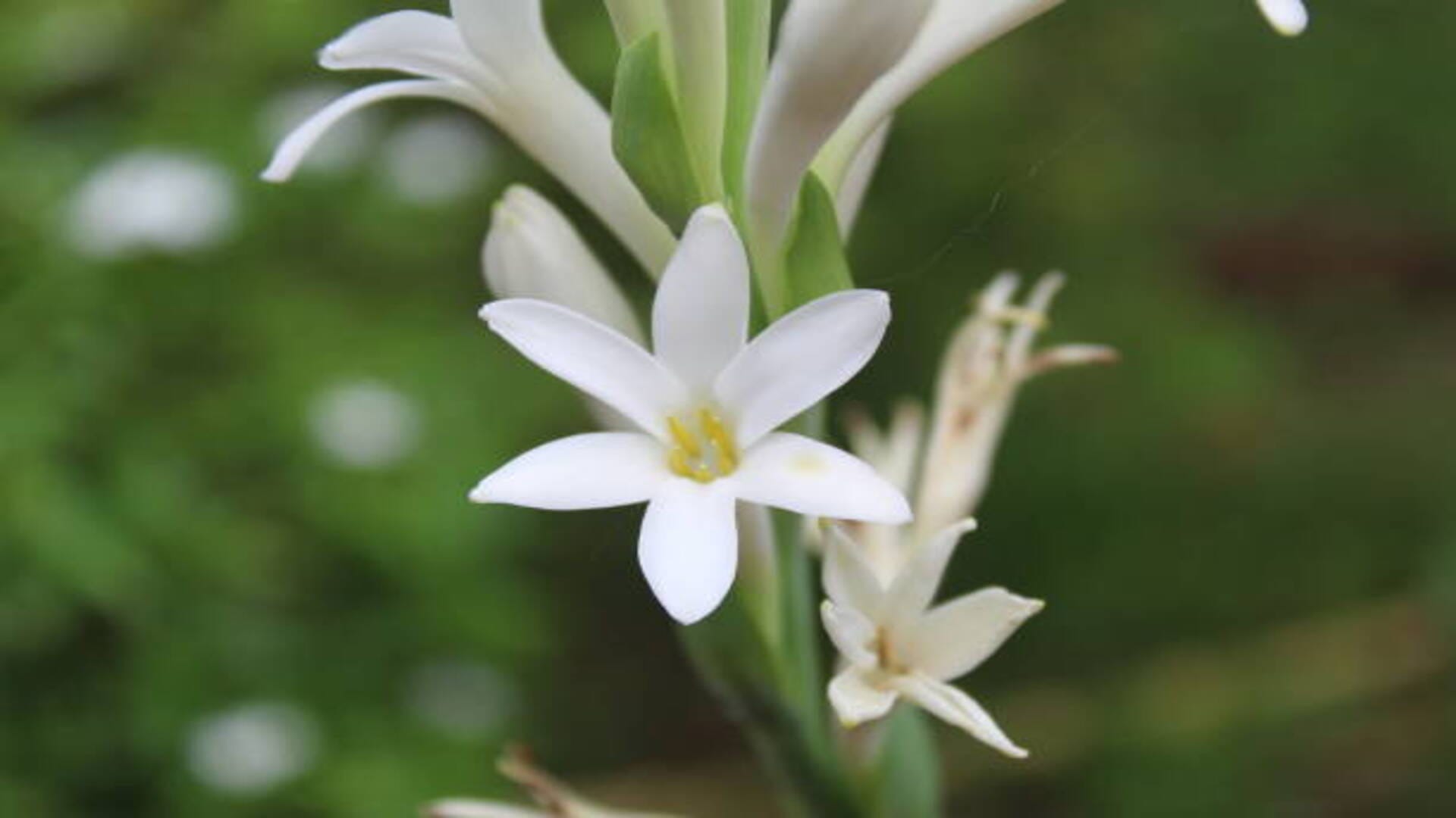 Vastu Tips for Tuberose flowers keep rajnigandha plant at this direction to get money and blessed