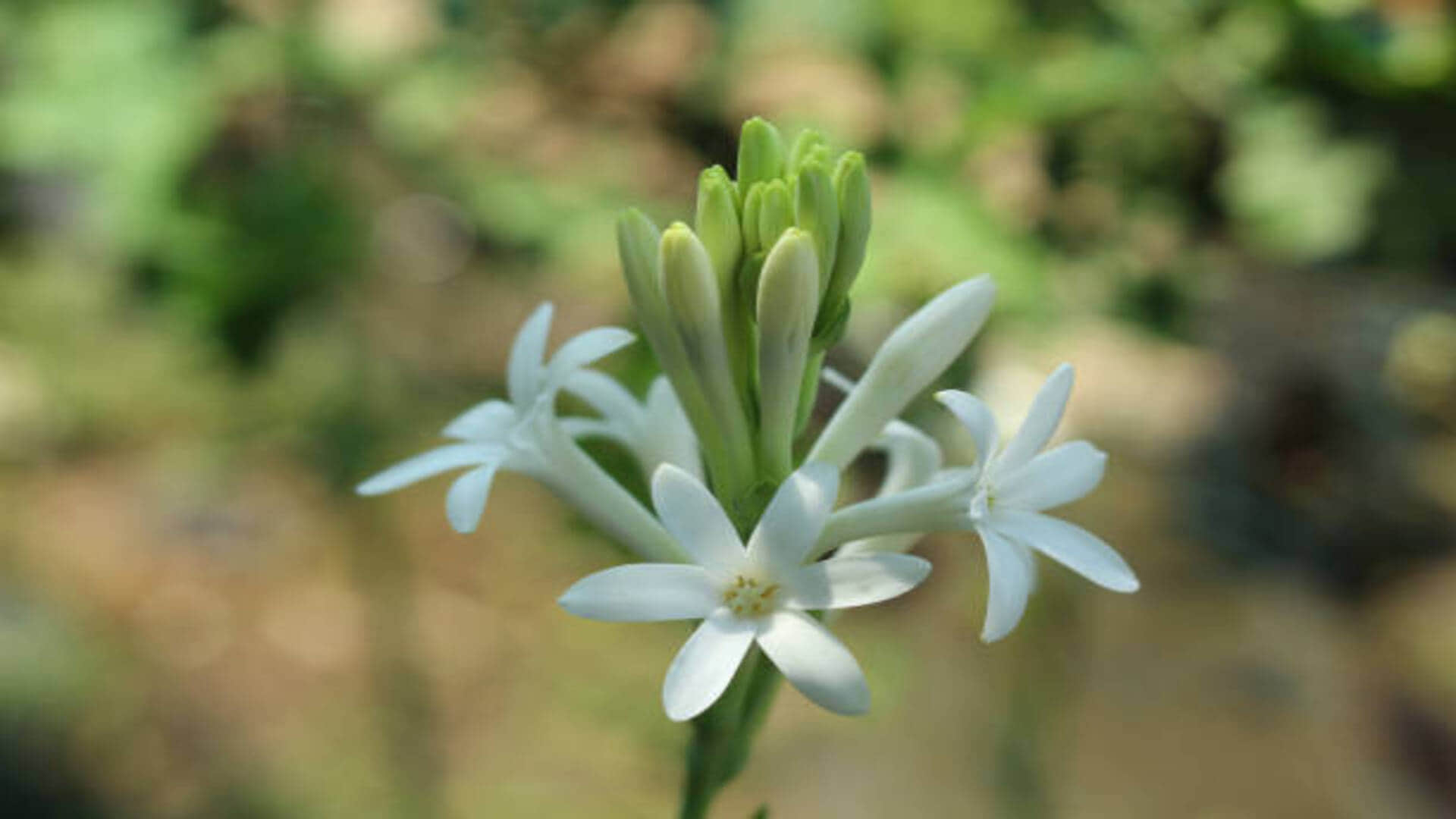 Vastu Tips for Tuberose flowers keep rajnigandha plant at this direction to get money and blessed