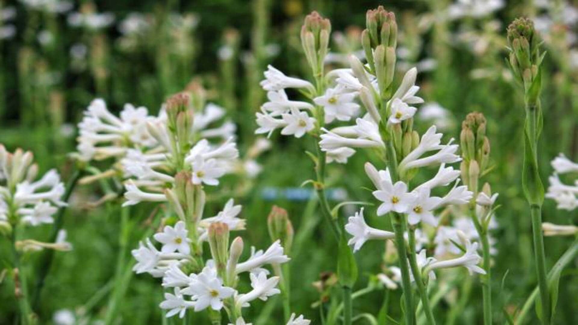 Vastu Tips for Tuberose flowers keep rajnigandha plant at this direction to get money and blessed