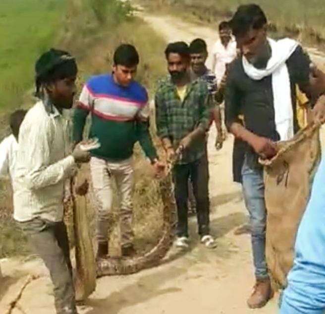 four pythons caught from nagla captive