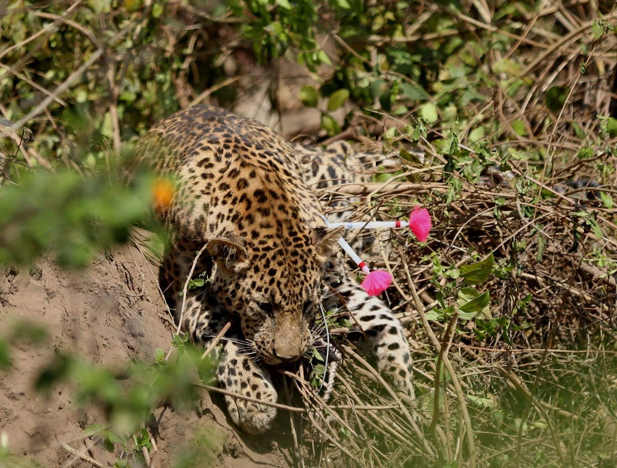Leopard Catched in Bhakhada Range