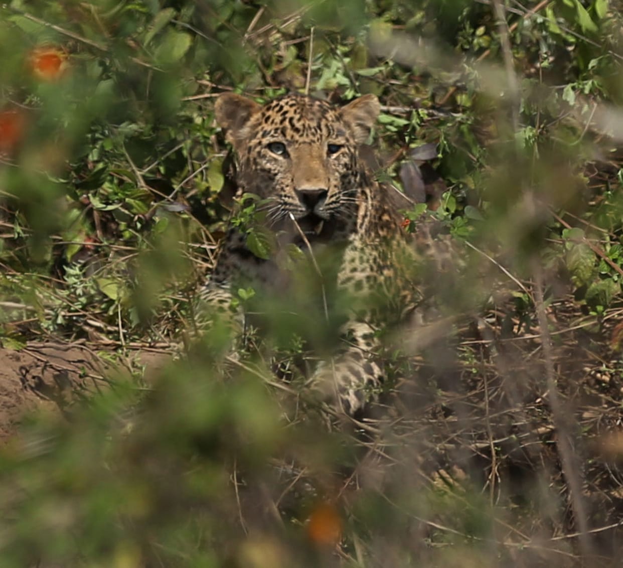 leopard entered the primary school premises stampede between children and teachers in amroha