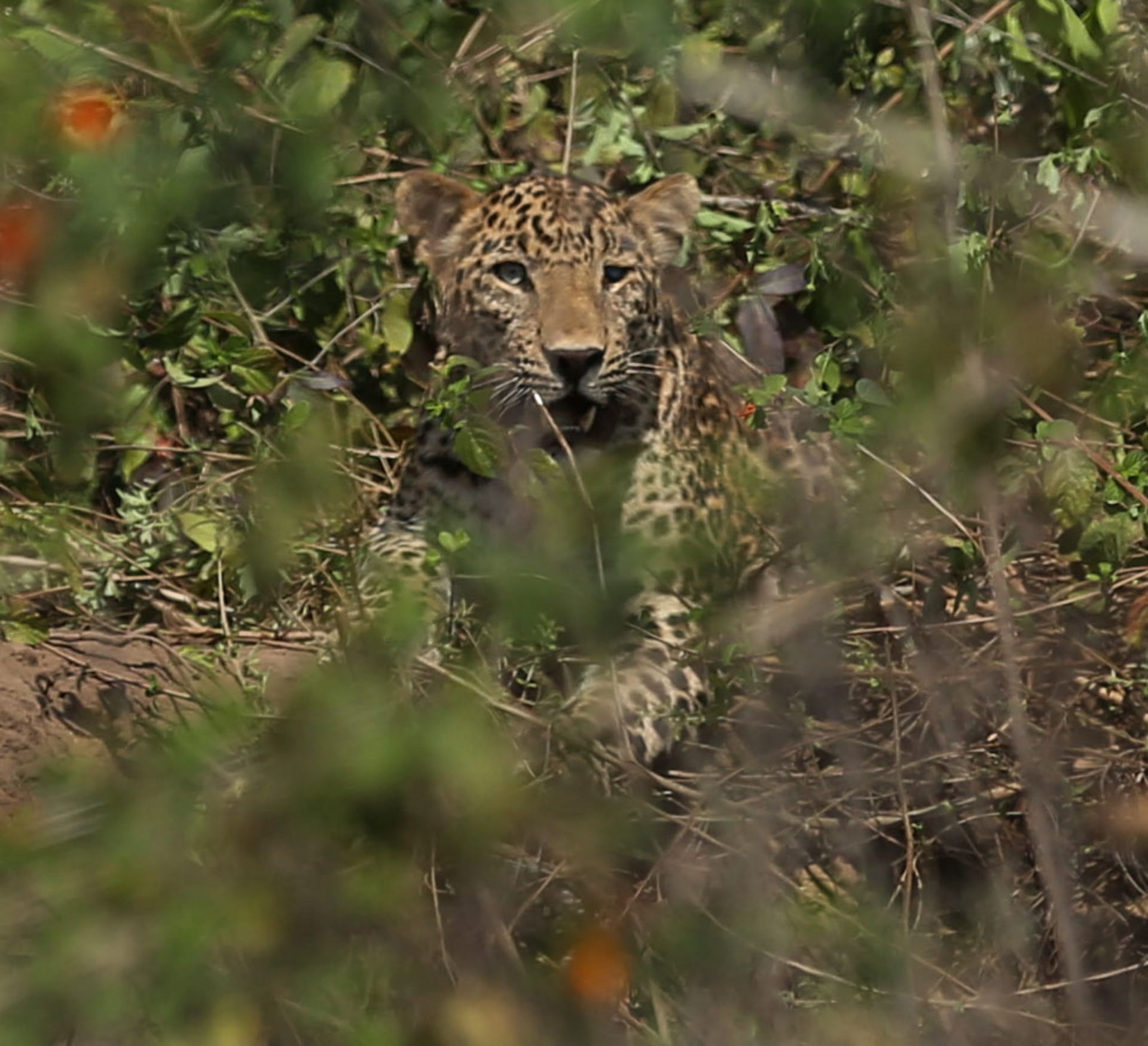 Leopard trapped in trap of hunter: After two hours effort Leopard caught in cage, crowd gathered to take selfie, See photos
