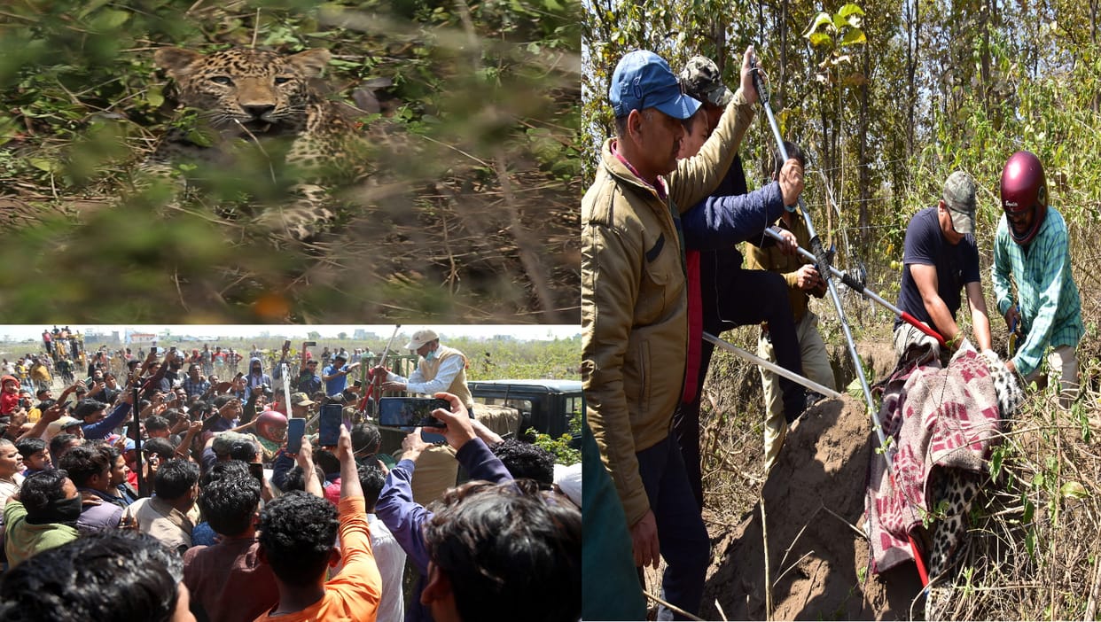 Leopard trapped in trap of hunter: After two hours effort Leopard caught in cage, crowd gathered to take selfie, See photos