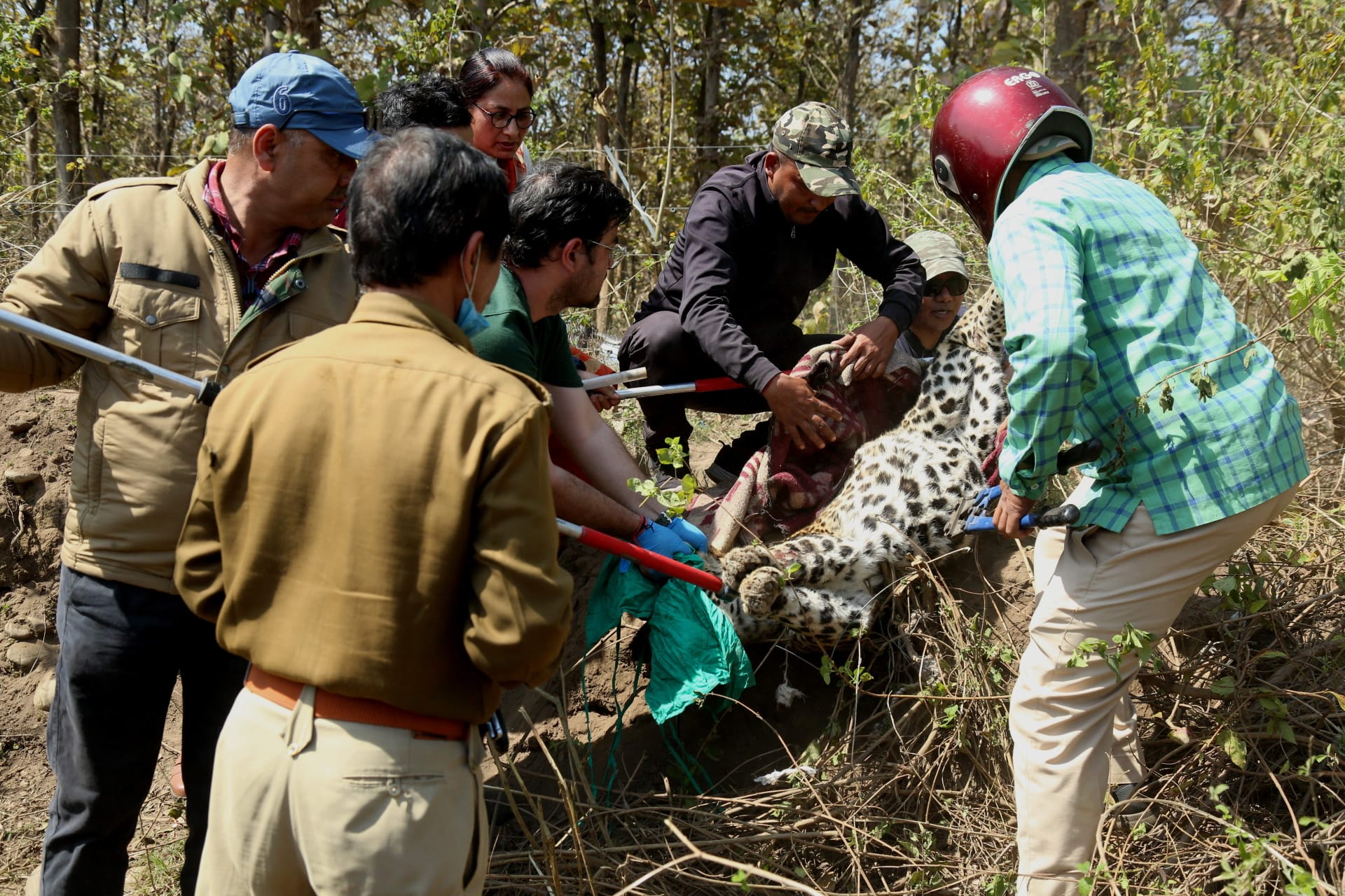 Leopard trapped in trap of hunter: After two hours effort Leopard caught in cage, crowd gathered to take selfie, See photos