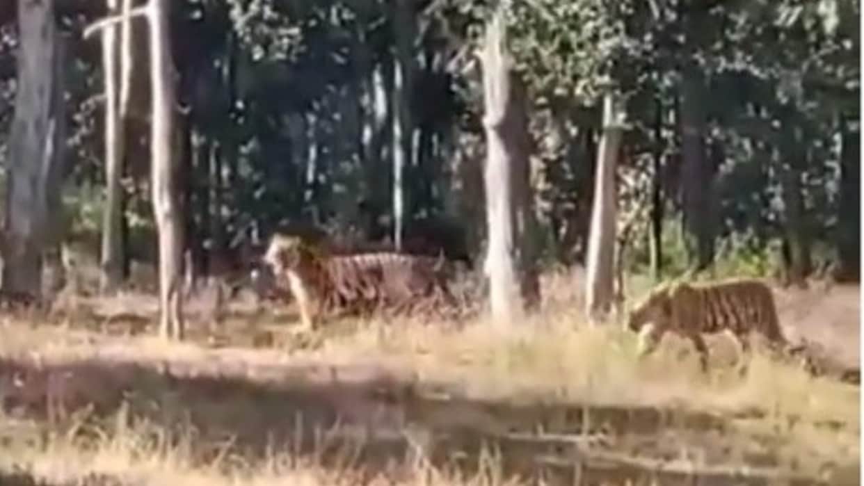 Narmadapuram: The faces of tourists blossomed after seeing 5 tigers together in Satpura Tiger Reserve, video went viral