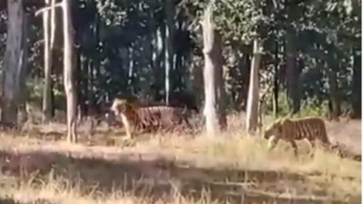 Narmadapuram: The faces of tourists blossomed after seeing 5 tigers together in Satpura Tiger Reserve, video went viral