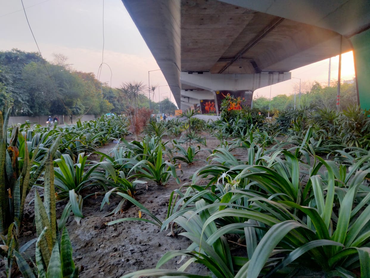There will be greenery on the divider in the middle of the road, flowers will bloom