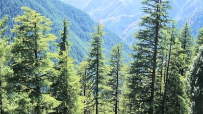Illegal felling of Deodar trees in chamba Anonymous letter to forest department