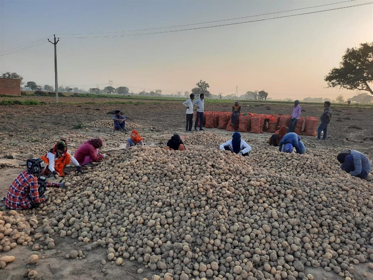 Hathras: Potato can become a loss deal for the farmer