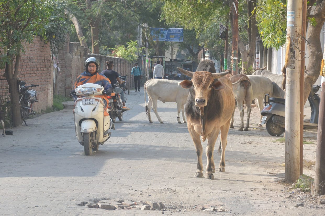 The principal survived narrowly in the attack of the bull