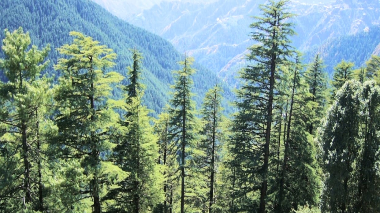 Climate Change Forests are decreasing in tribal-dominated districts