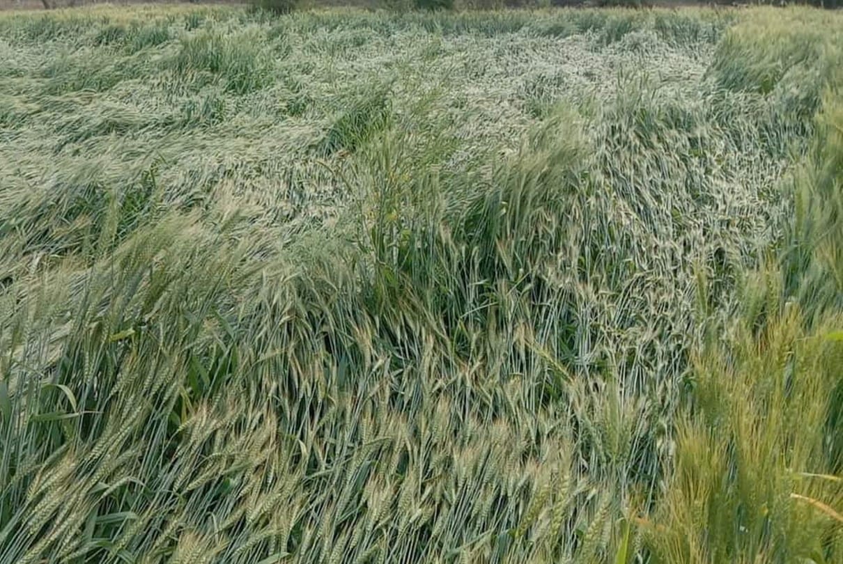 Wheat procurement will be done at more than 6000 centers from April 1, registration starts, ₹ 2015/quintal MSP fixed