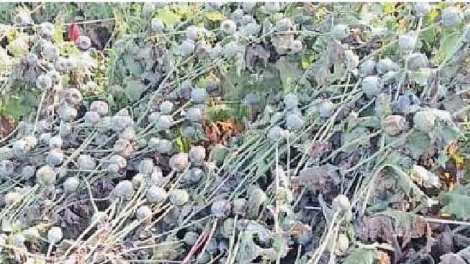 Ujjain: Damage to crops due to unseasonal rains, hail the size of lemon-maize fell, crop stalled due to wind and storm