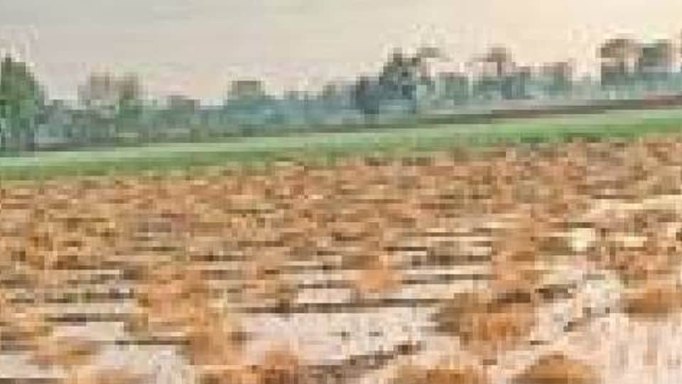 Ujjain: Damage to crops due to unseasonal rains, hail the size of lemon-maize fell, crop stalled due to wind and storm