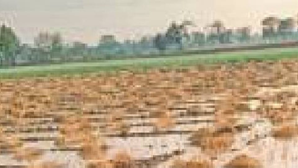 Ujjain: Damage to crops due to unseasonal rains, hail the size of lemon-maize fell, crop stalled due to wind and storm
