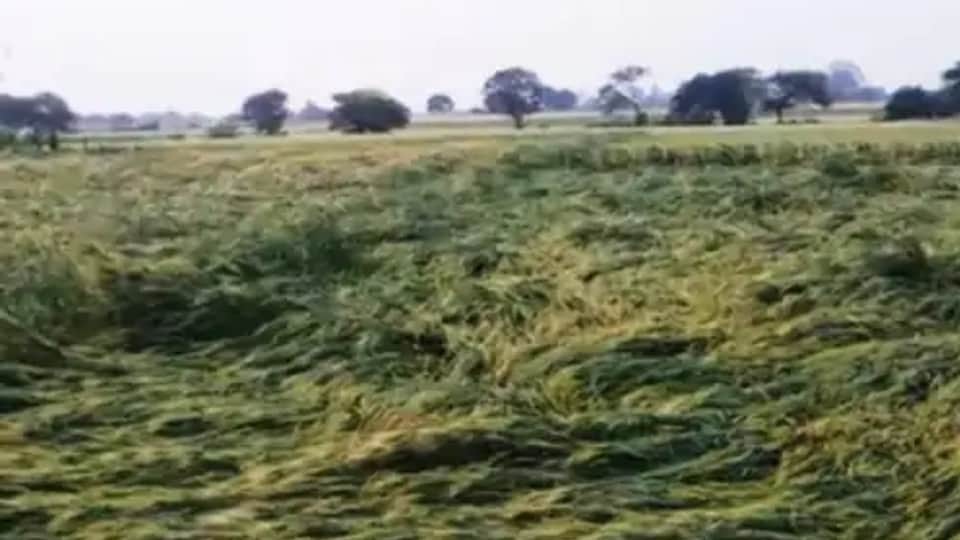 Ujjain: Damage to crops due to unseasonal rains, hail the size of lemon-maize fell, crop stalled due to wind and storm